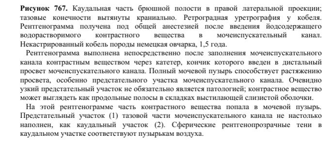 Fragment of a veterinary book translated from English into Russian